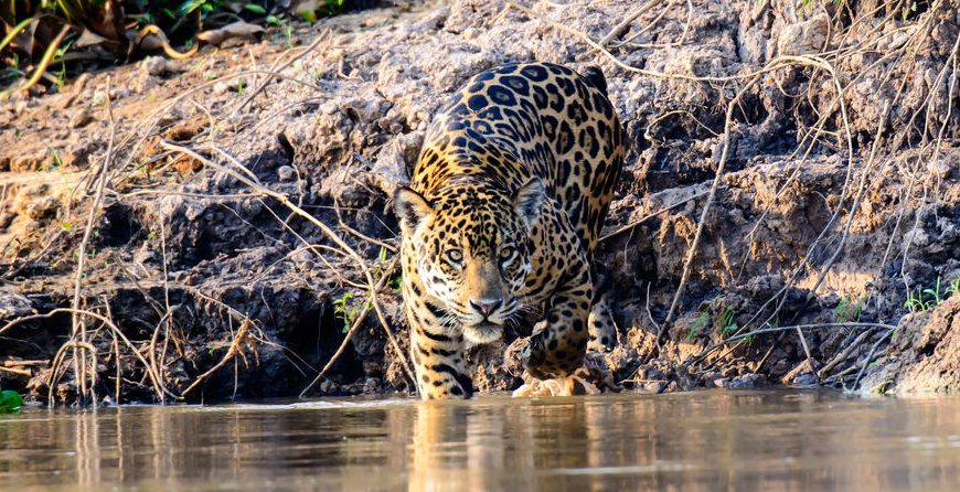 A jaguar just about to enter water. 