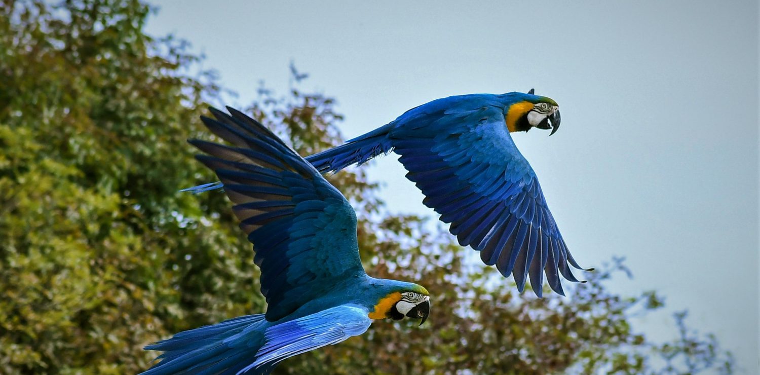 Amzon rainforest Tours - Two blue parrots flying through the rainforest.