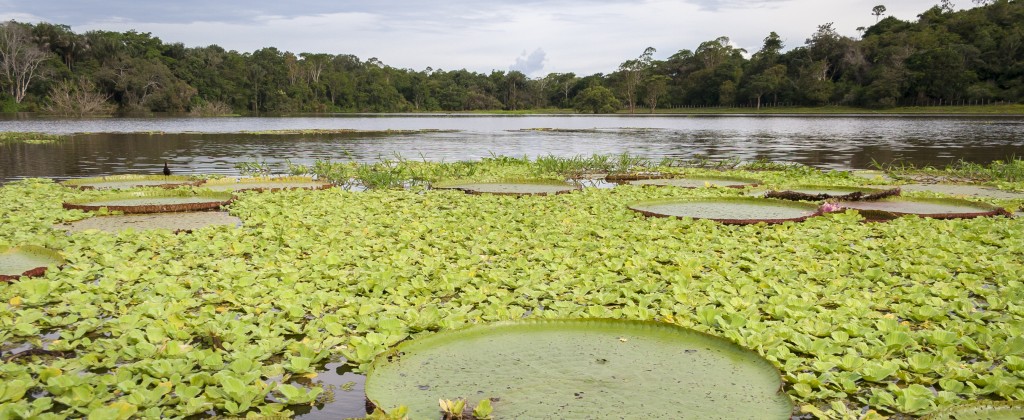 One of the giant water lilies on the Amazon river. 