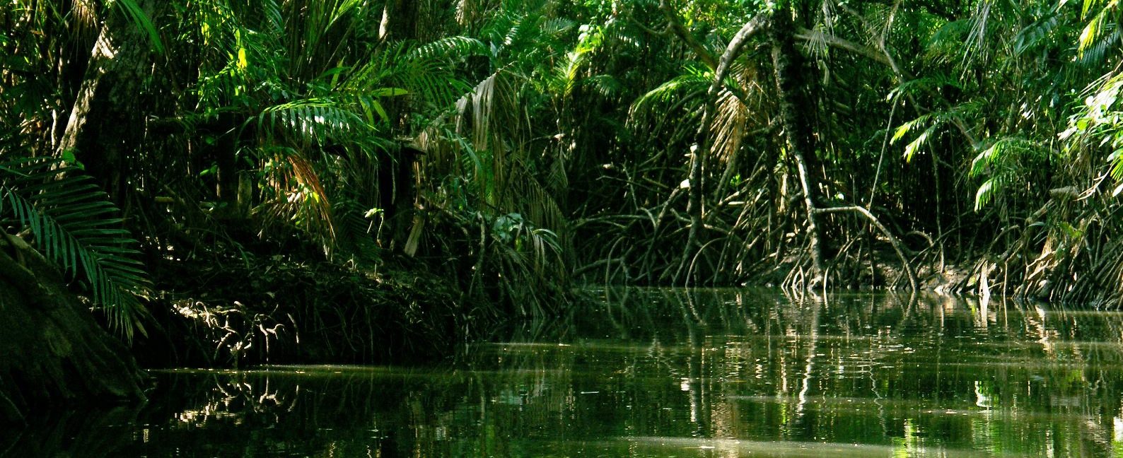 The green Amazon rainforest. 