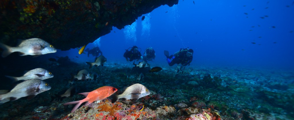 Fernando de Noronha, diving with exotic and colourful fish. 