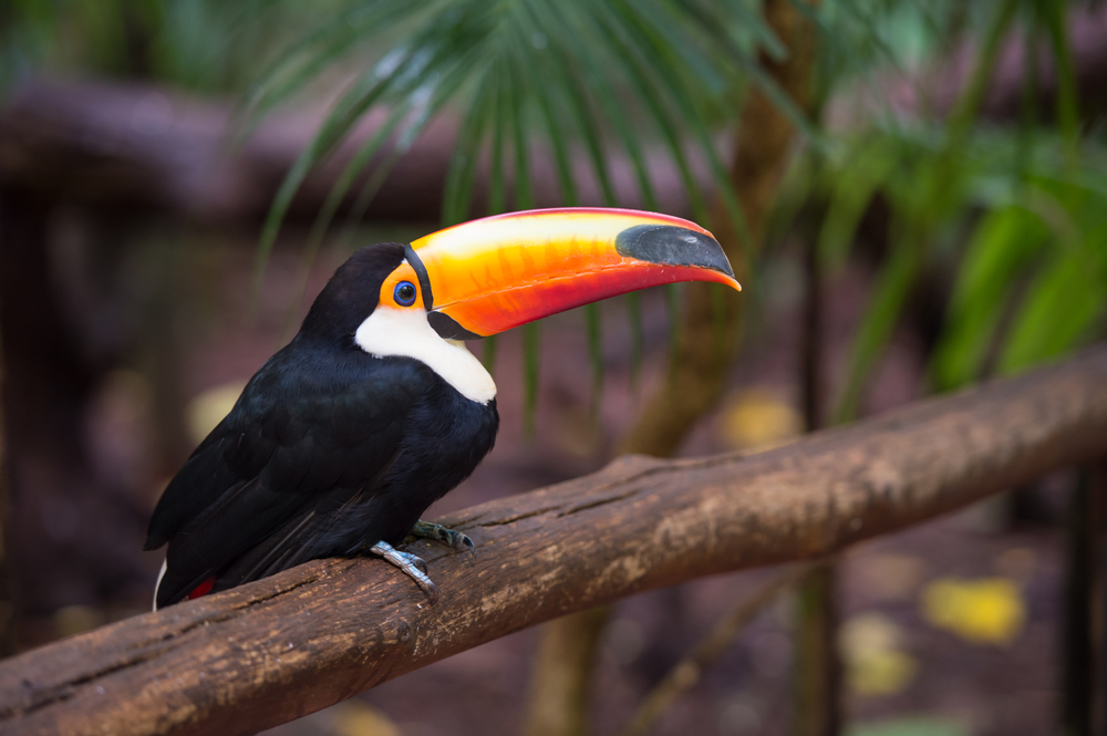 A toucan sitting on a branch in Iguacu. 