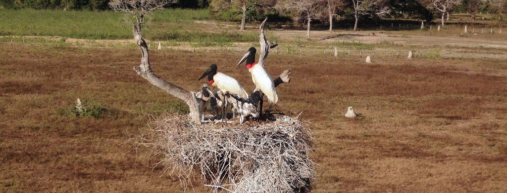 Jabiru or stork of the Pantanal.