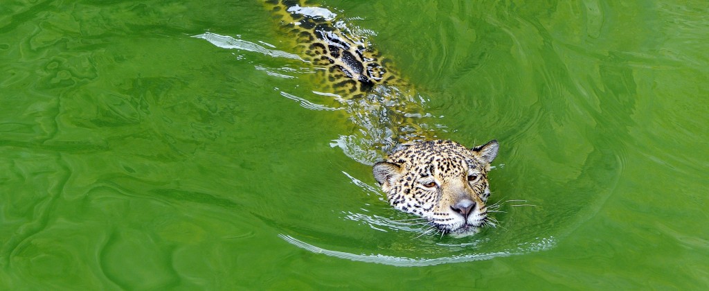 The jaguar, a very strong swimmer. 