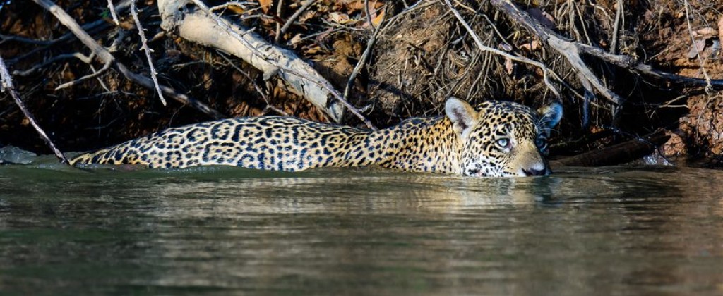 A jaguar swims close to the banks in the Pantanal. 