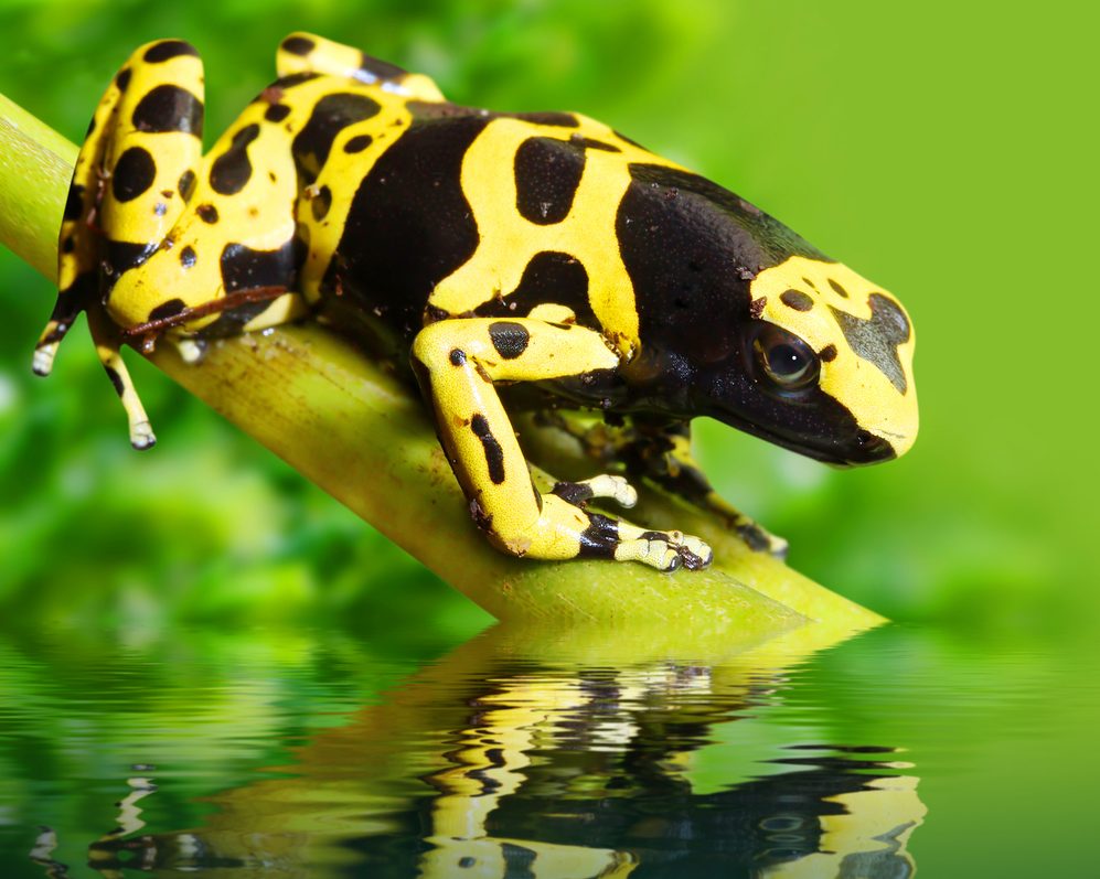 A poison dart frog about to leap in the Amazon. 