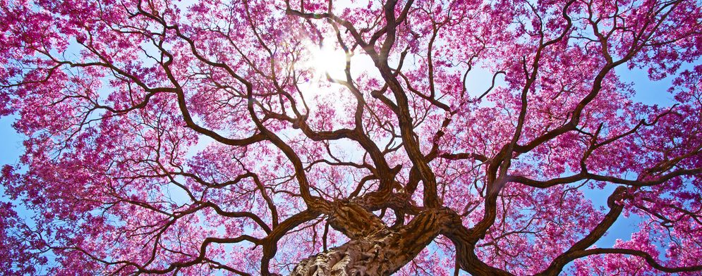 Pink coloured tree in Pantanal. 
