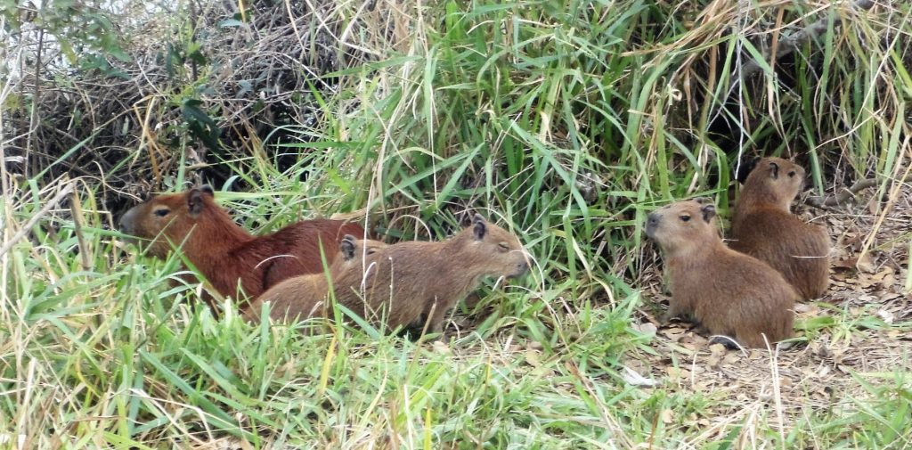 Capybara, the giant rodents of Pantanal. 