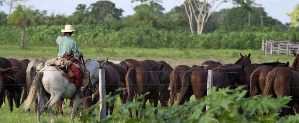 One of the Pantanal gauchos taking care of his horses. 