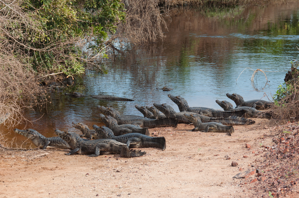 Many Caimans lining the banks of the river in Pantanal. 