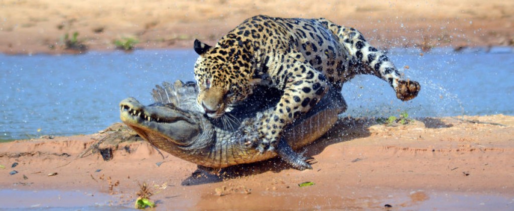 A jaguar takes on an alligator in Pantanal. 