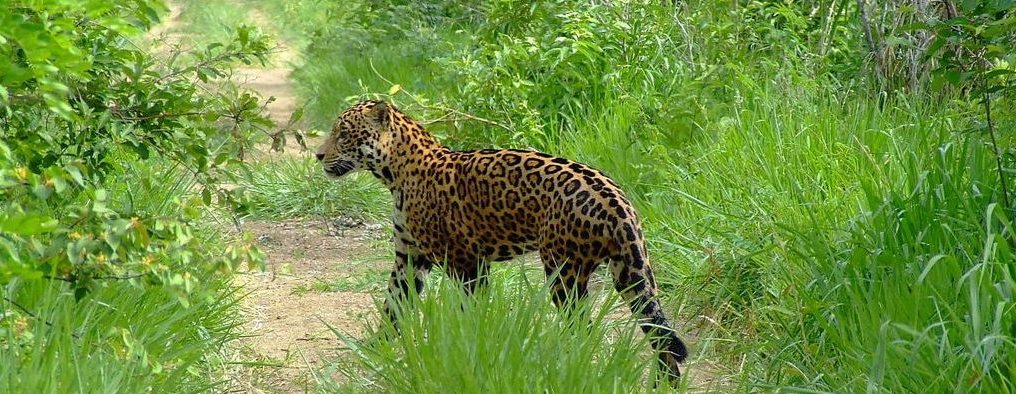 A jaguar in its natural habitat in the Pantanal.