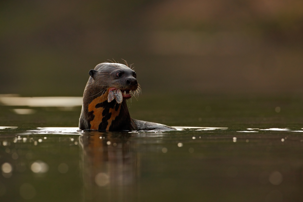 A giant otter hunting in Pantanal. 
