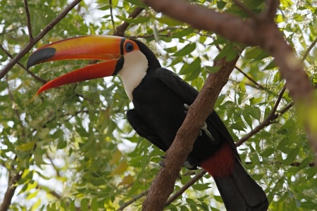 Toucan in Pantanal. 