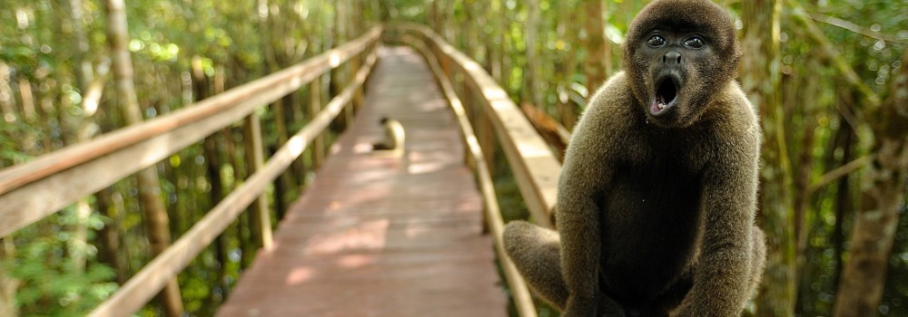 A monkey sitting on one of the walkways at Juma lodge. 