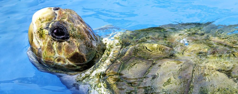 A seaturtle pokes his head out of the water. 