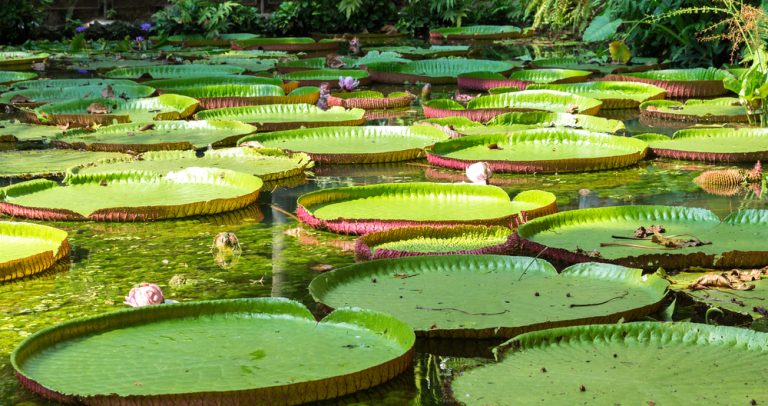 Vitoria Regias - the giant Amazonian water - lily. 