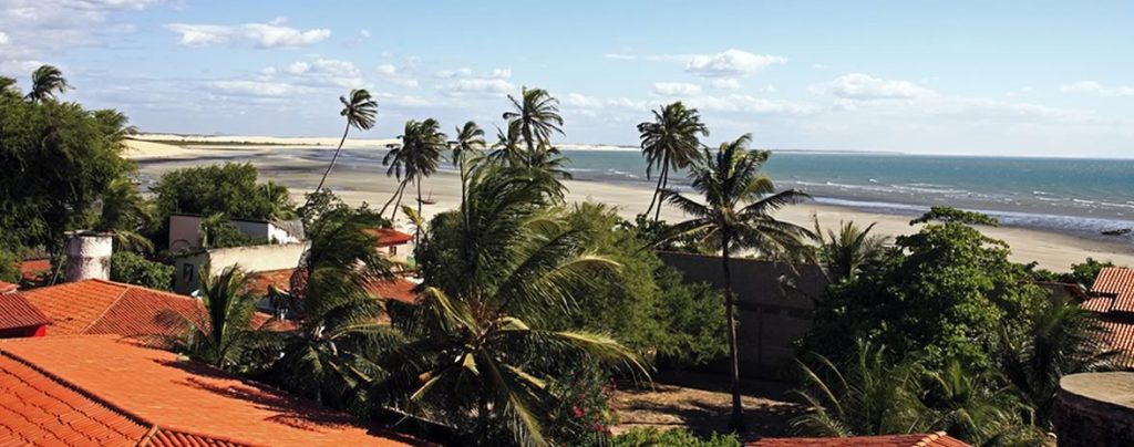 The wind blows through the palm trees on the Nordeste coast.