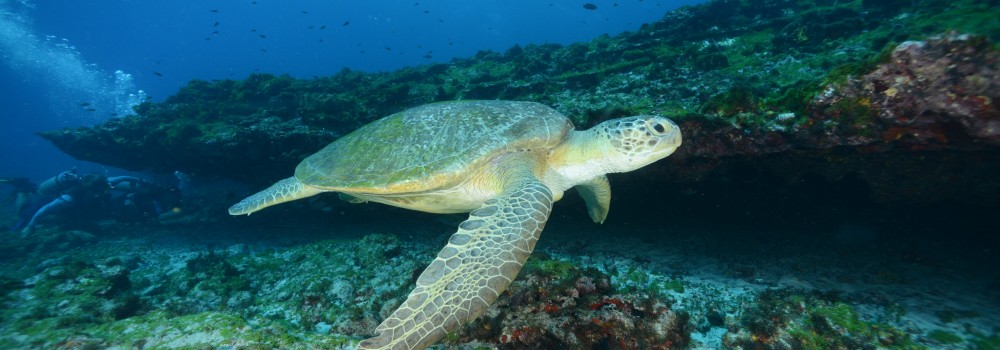Turtle Diving in Fernando de Noronha.