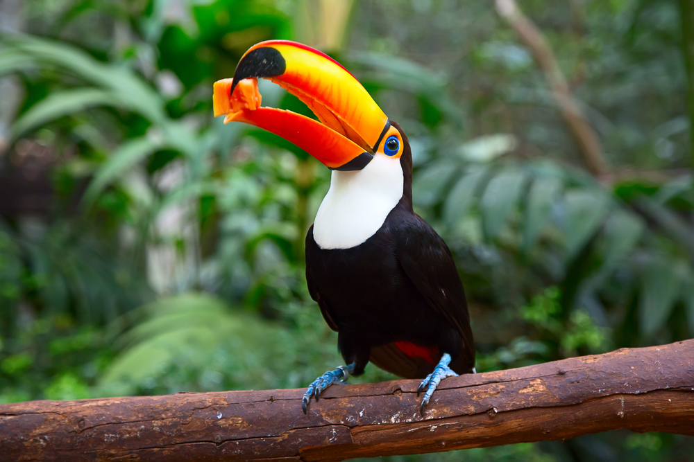 One of the Amazonian toucans sitting on a branch having a treat. 