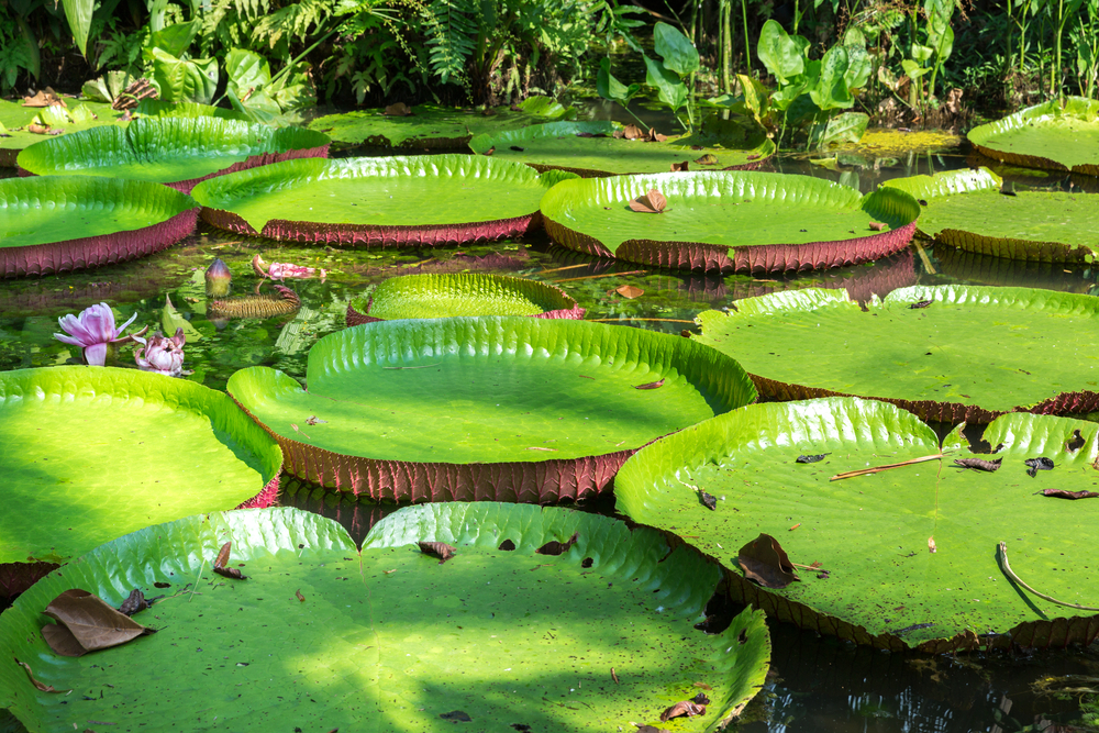 The giant Amazonian water lily. 