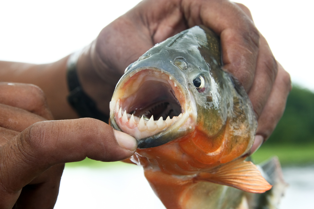 A guide shows the razor - sharp teeth of a piranha!