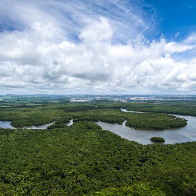 Amazon river meanders through forest.