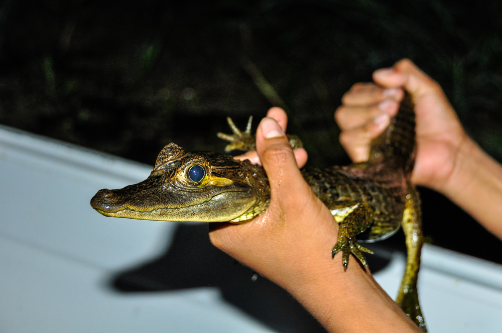 One of the little Caimans caught in the Amazon. 
