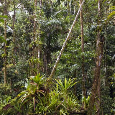 Canopy of the Amazon rainforest.