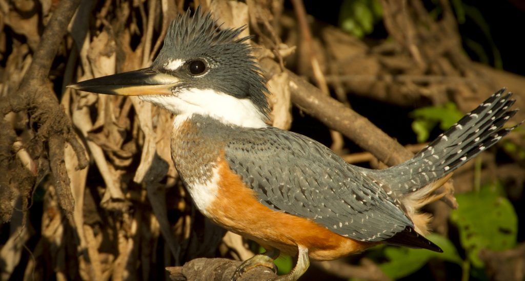 One of the peculiar birds of the Pantanal. 