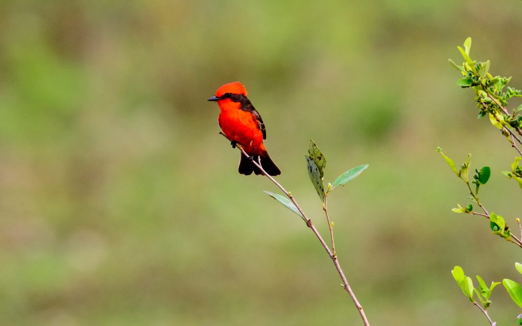 Tangara, a bird of the Pantanal.