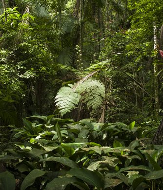 Amazonie Végétation luxuriante