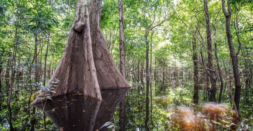 A huge Kapoc tree in the Amazon. 
