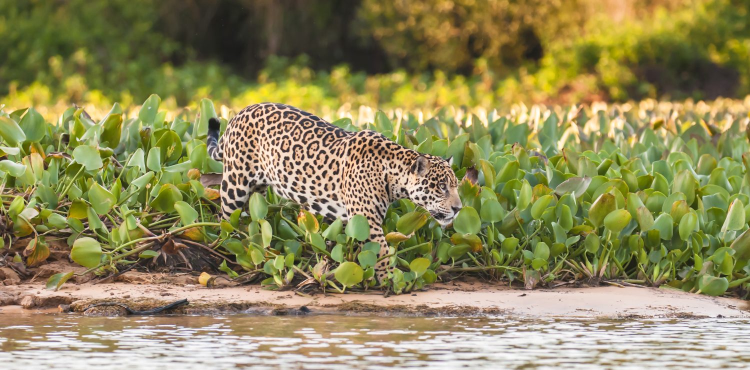 jaguar marchant dans plantes aquatiques