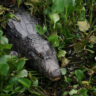 An alligator swims among aquatic plants in Pantanal.