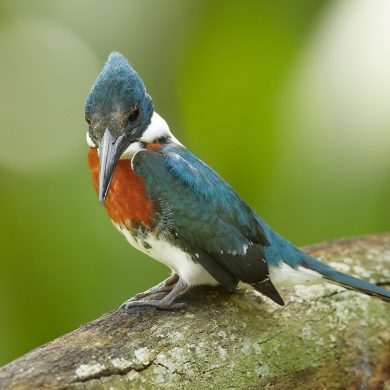 petit oiseau couleurs bleu rouge blanc Pantanal