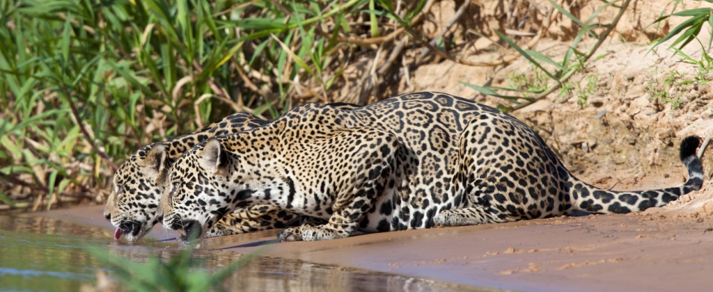 Two jaguars drinking water from the river in the Pantanal. 