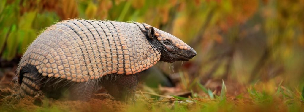 A little Armadillo in Pantanal. 