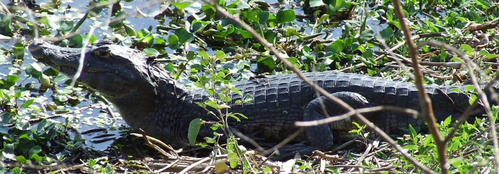 Alligator in Pantanal. 
