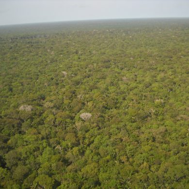 Aerial shot of Amazon canopy.