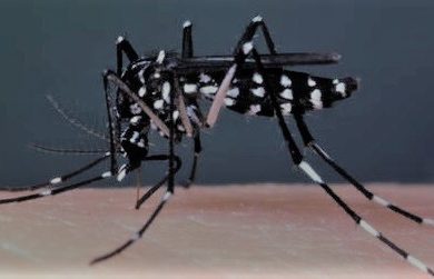 Vaccines for Brazil - The Aedes Mosquito.
