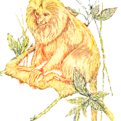Golden Lion Tamarin found on the 20 reais banknote of Brazilian currency.
